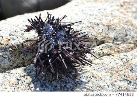 Sea urchin bait with striped beakfish rocky shore fishing Sea urchin bait with striped beakfish rocky shore fishing 77414638
