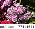 Pale pink dianthus 77414641
