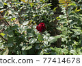 Rose bud 77414678