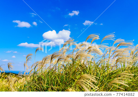 Autumn scenery of Japanese pampas grass at Kawachi Toge [Hirado City, Nagasaki Prefecture] 77414882