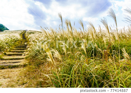Autumn scenery of Japanese pampas grass at Kawachi Toge [Hirado City, Nagasaki Prefecture] 77414887