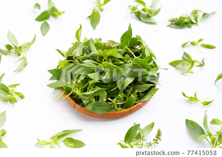 Hairy Basil in bamboo basket on white background. 77415058