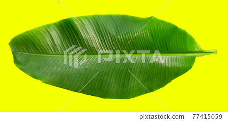 Tropical banana leaf on yellow background. 77415059