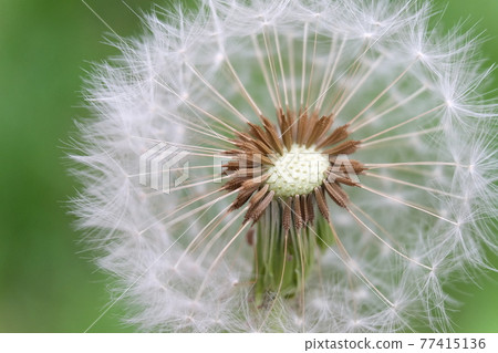 蒲公英絨毛 77415136