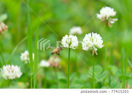 White clover and honeybee White clover and honeybee 77415201