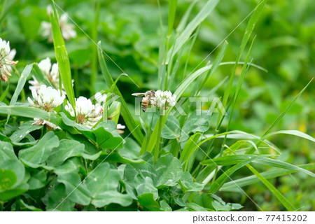 White clover and honeybee 77415202