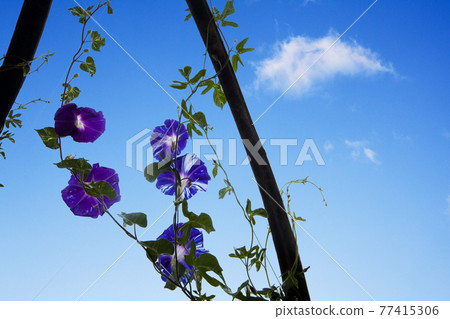 The scenery of the morning glory floating in the summer sky 77415306