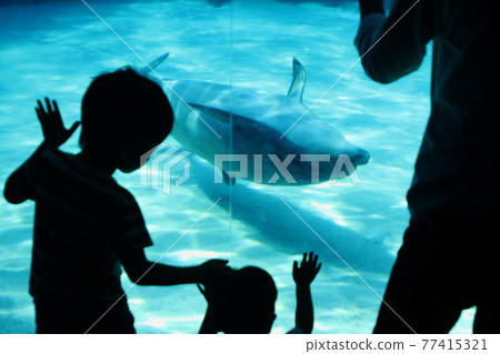 孩子們看著海豚在水族館裡倒著游泳 77415321