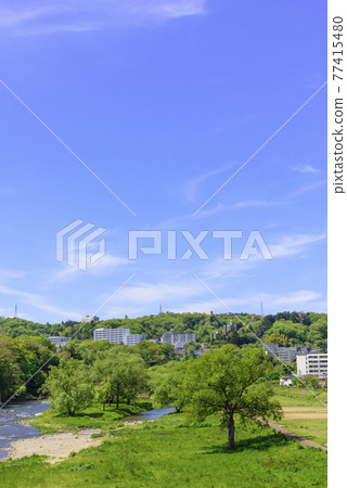 Hirose River, Sendai, City of Trees 77415480