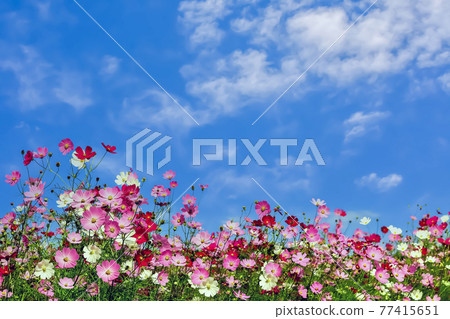 Cosmos flower Cosmos flower 77415651