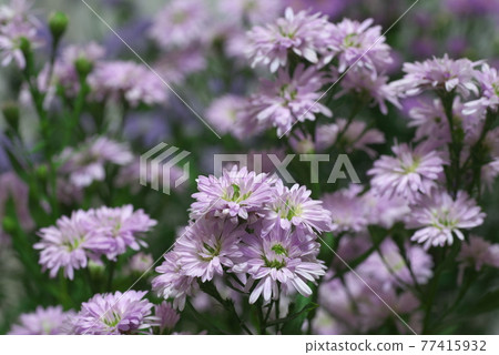 Calendula [Flower background] 77415932