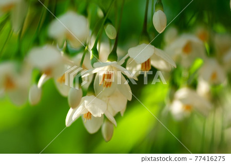 Styrax flower Styrax flower 77416275