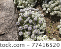 Alyssum (Sweet Alyssum) 77416520