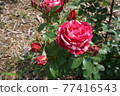 Marble-colored roses 77416543