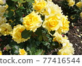 Yellow rose 77416544