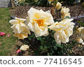 Cream rose 77416545