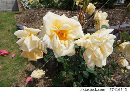 Cream rose Cream rose 77416545