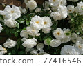 White Rose  77416546