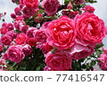 Rose of pink 77416547