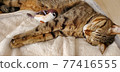 Cat hugs a sparrow stuffed animal 77416555