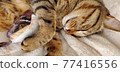 Cat hugs a sparrow stuffed animal 77416556