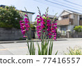 Gladiolus 77416557