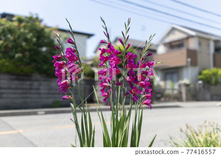 Gladiolus Gladiolus 77416557