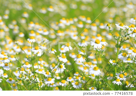 Pretty chamomile flower (German chamomile) 77416578