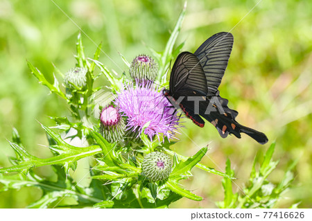 Thistle flower and Chinese windmill Thistle flower and Chinese windmill 77416626