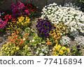 flower bed  77416894