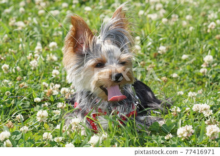 約克夏在花園散步 77416971