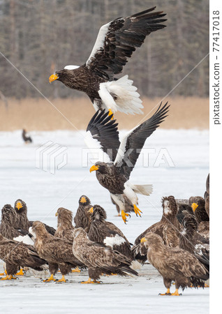 Lake Furen winter scenery Lake Furen winter scenery 77417018