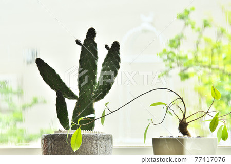 Banyan tree on the rainy window Banyan tree on the rainy window 77417076