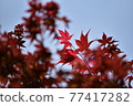 Autumn leaves 77417282