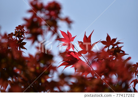 Autumn leaves 77417282