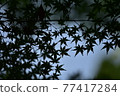 Shadow  77417284