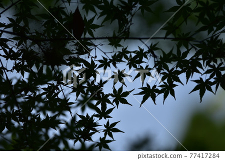 Shadow  77417284