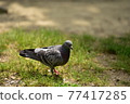  pigeon 77417285