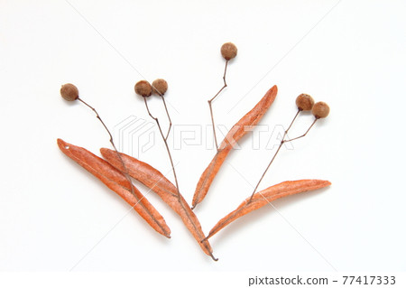 Bodhi tree fruit 04 Bodhi tree fruit 04 77417333
