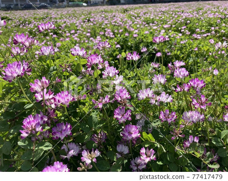 在領域開花的遊俠 在領域開花的遊俠 77417479