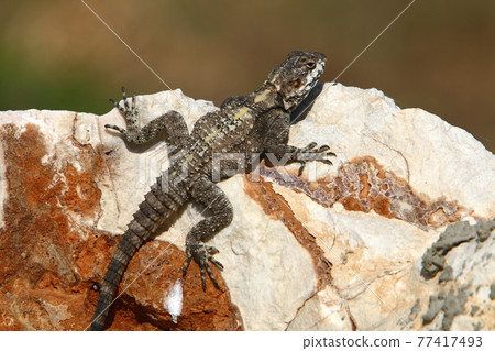 a gray lizard sits on a large sun-warmed stone on the shores of the Mediterranean Sea and bask in the sun 77417493