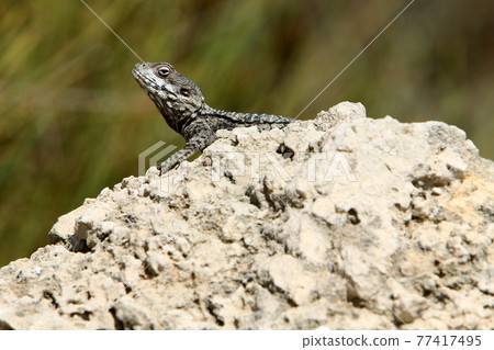 a gray lizard sits on a large sun-warmed stone on the shores of the Mediterranean Sea and bask in the sun 77417495