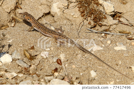 a gray lizard sits on a large sun-warmed stone on the shores of the Mediterranean Sea and bask in the sun a gray lizard sits on a large sun-warmed stone on the shores of the Mediterranean Sea and bask in the sun 77417496