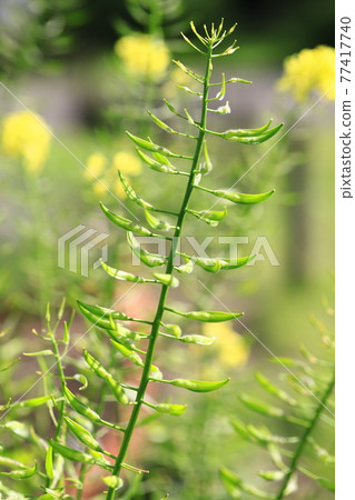 油菜花和種子 77417740