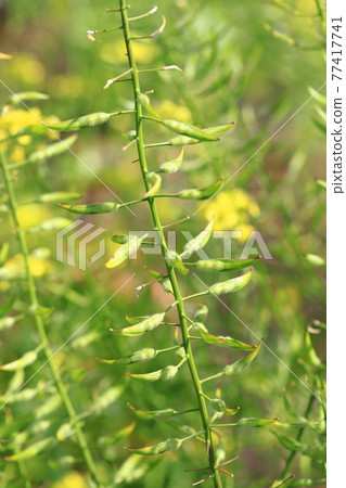 油菜花和種子 油菜花和種子 77417741
