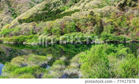 Fresh green lily lily 77417876