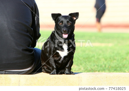 dog, animal, terrier 77418025