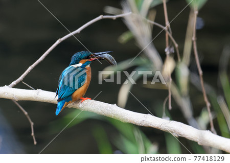 翠鳥和櫻花 翠鳥和櫻花 77418129