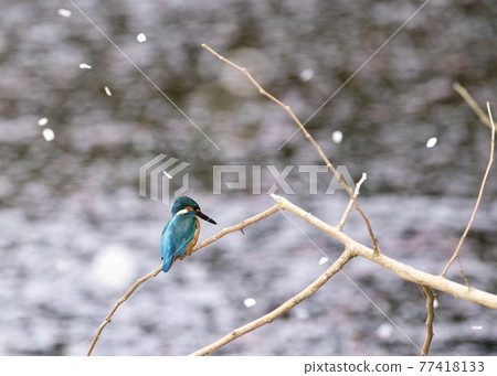 Kingfisher and Sakura Kingfisher and Sakura 77418133