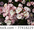 Roses in full bloom 77418229